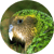 Kakapo 4 : l'énergie auxiliaire